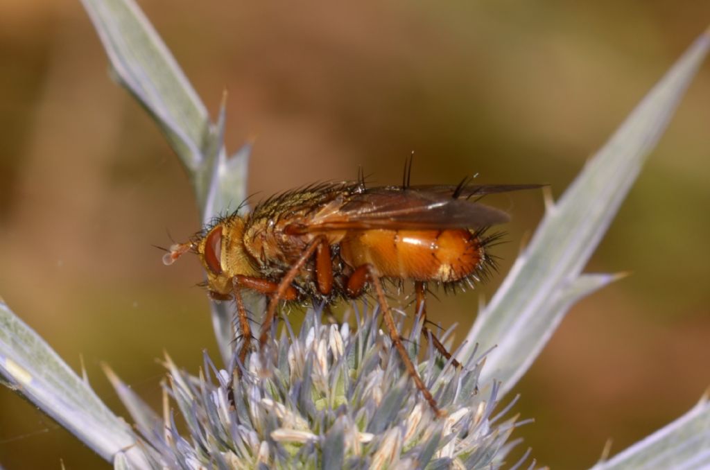 Tachina cf. fera. (Tachinidae)